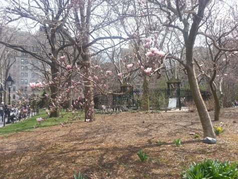 NYU旁邊的Washington Square，今年天氣變化不定，看不到櫻花盛開‧‧