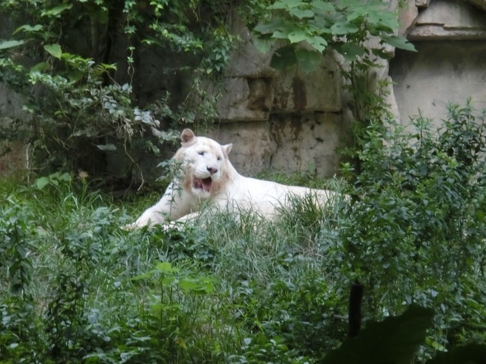 百獸之王如我竟然要悶在這...